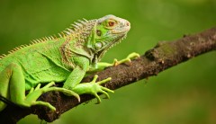 National Weather Service warns Floridians about falling iguanas