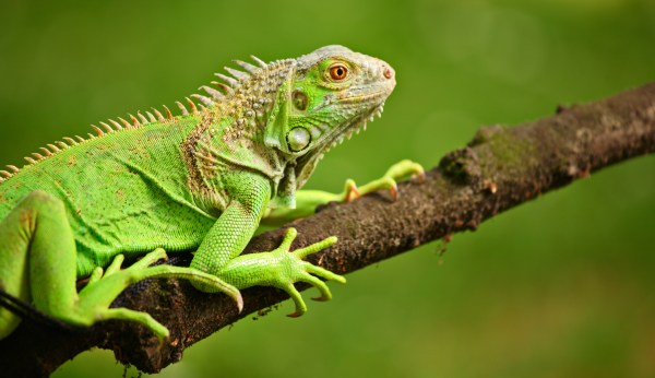 National Weather Service warns Floridians about falling iguanas