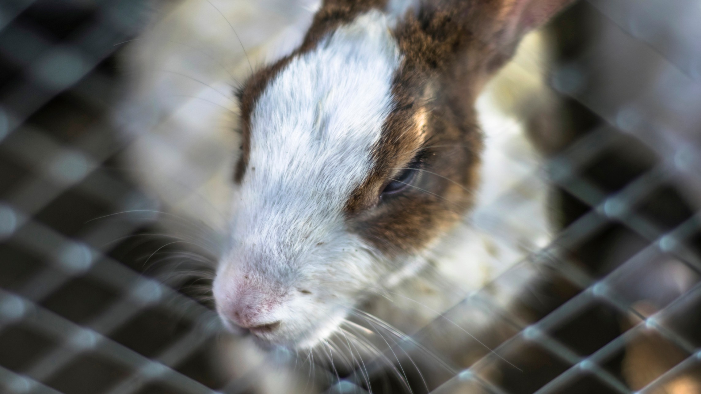 Americans are united against animal testing for cosmetics