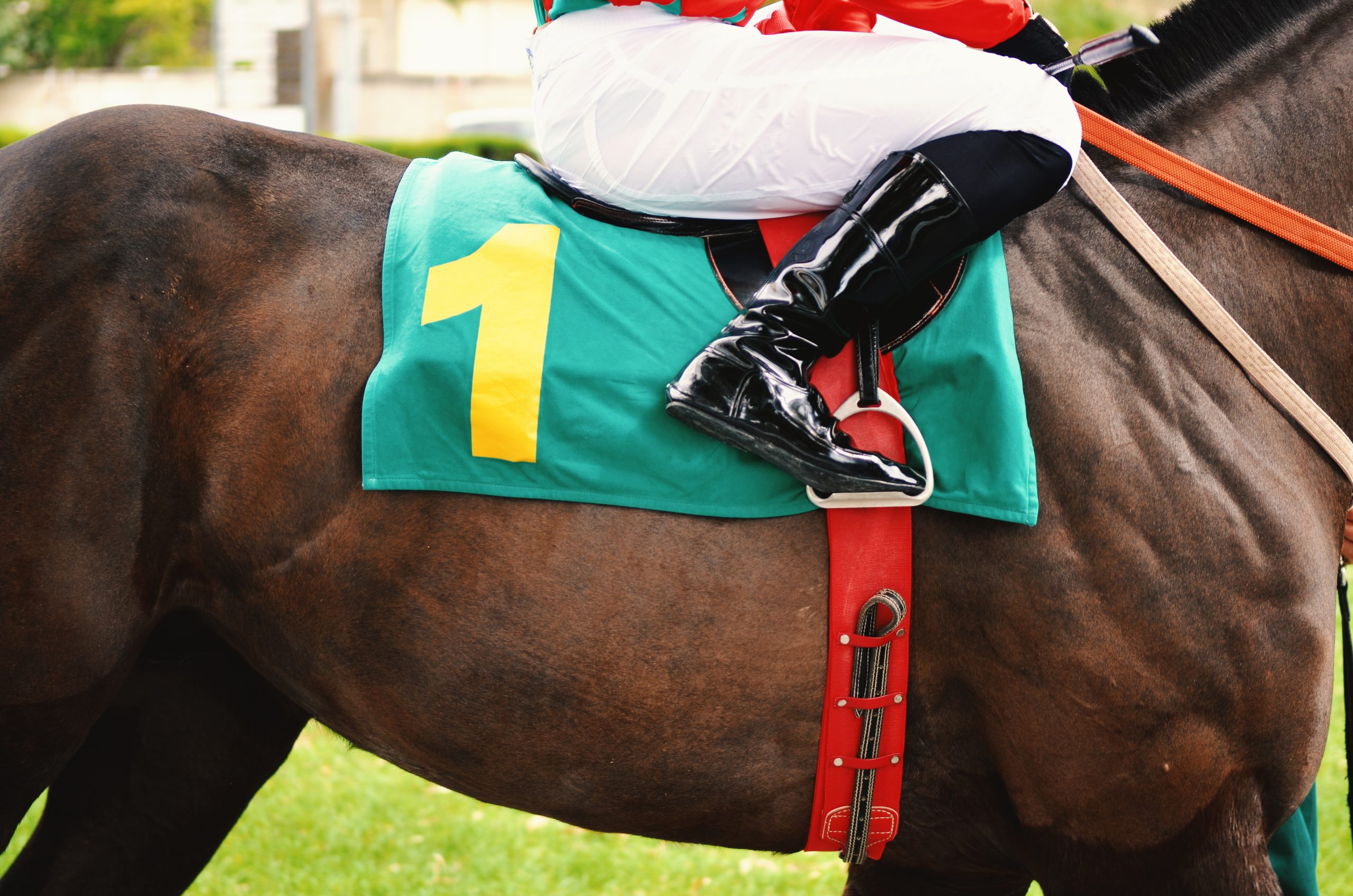 Racehorse throws jockey and runs onto highway before being caught