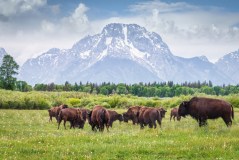 Denver donates 14 bison to tribal nations