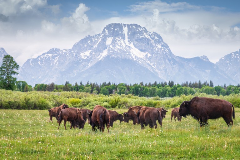 Denver donates 14 bison to tribal nations