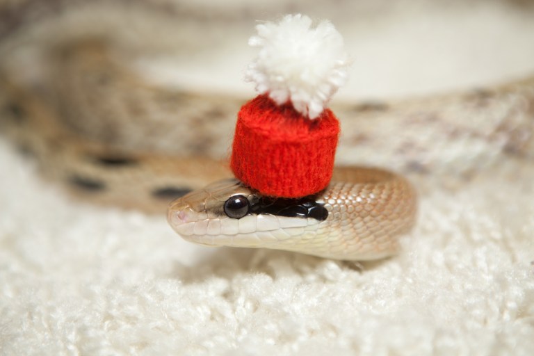 Family receives early Christmas surprise after discovering venomous snake in tree
