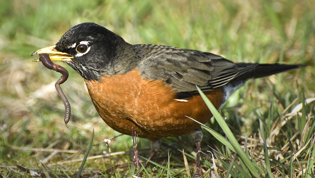 American Robin
