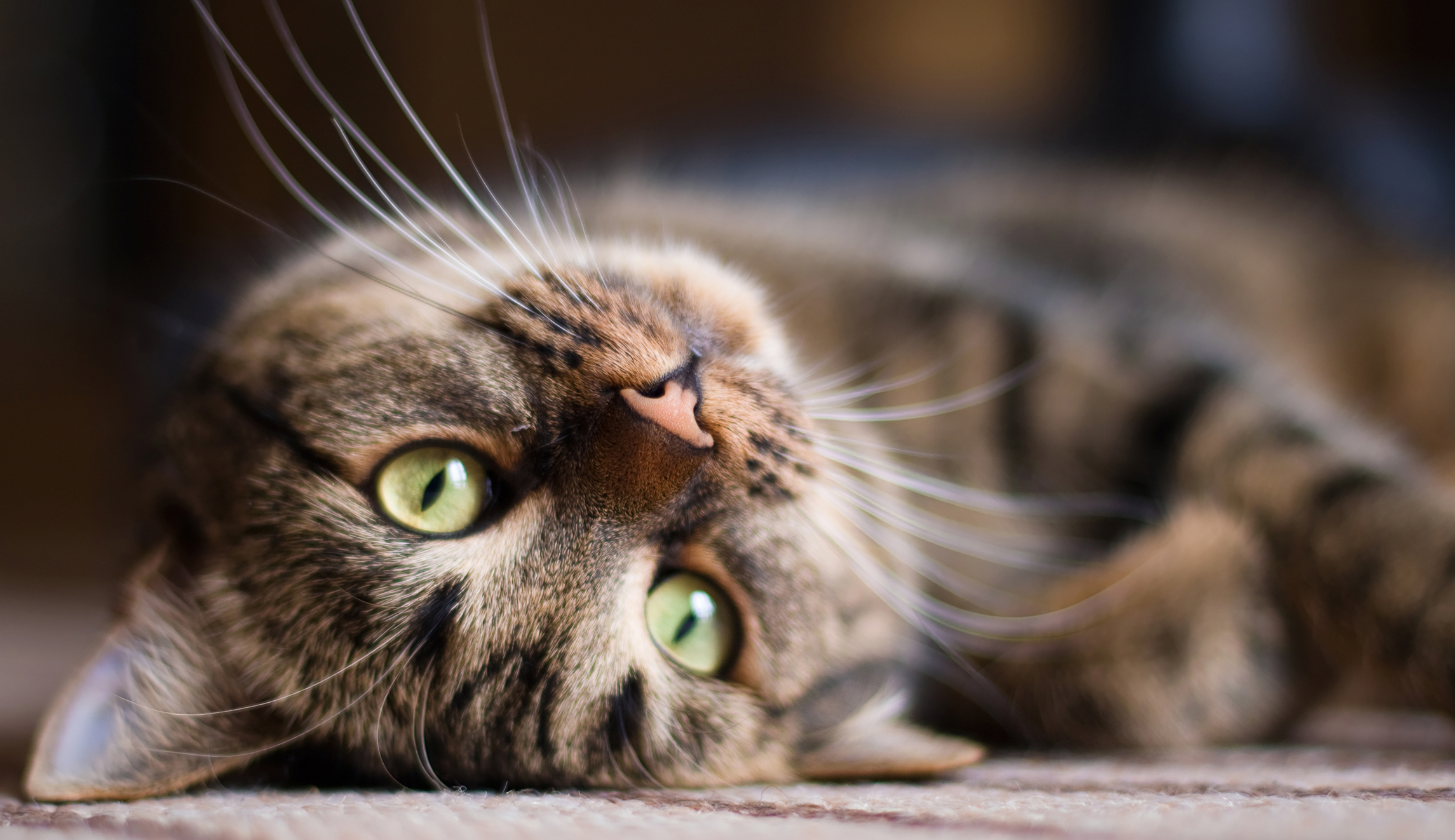 Cat that went missing seven years ago found in Florida 1,500 miles from home