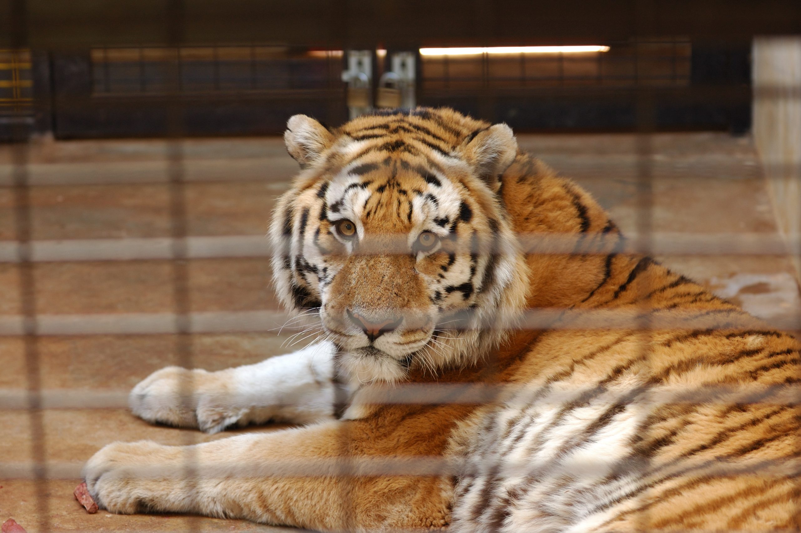 Ukrainian zoo to euthanize large animals before more shelling sets them loose