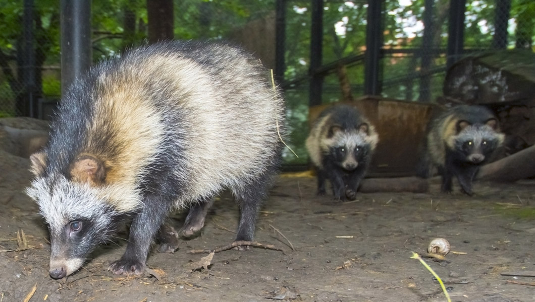 Raccoon dogs