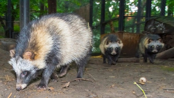‘Blood-curdling’ raccoon dogs terrorizing English villagers