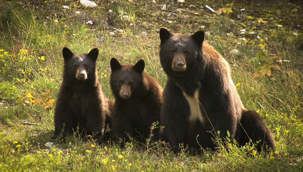 Tell the Goldilocks economy there ain’t no bears out tonight