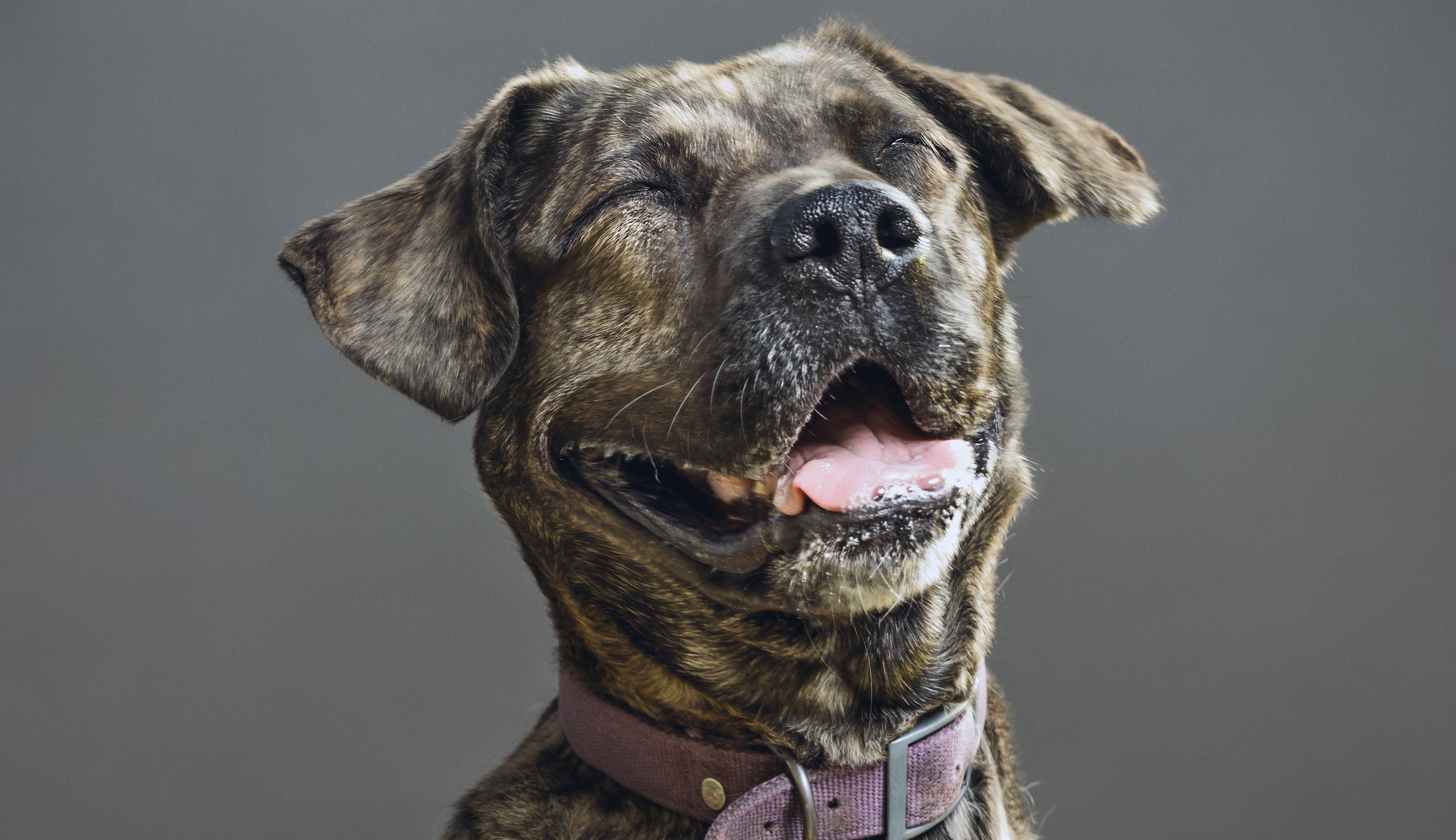 Restaurant closed for accepting dog photos instead of vaccine cards
