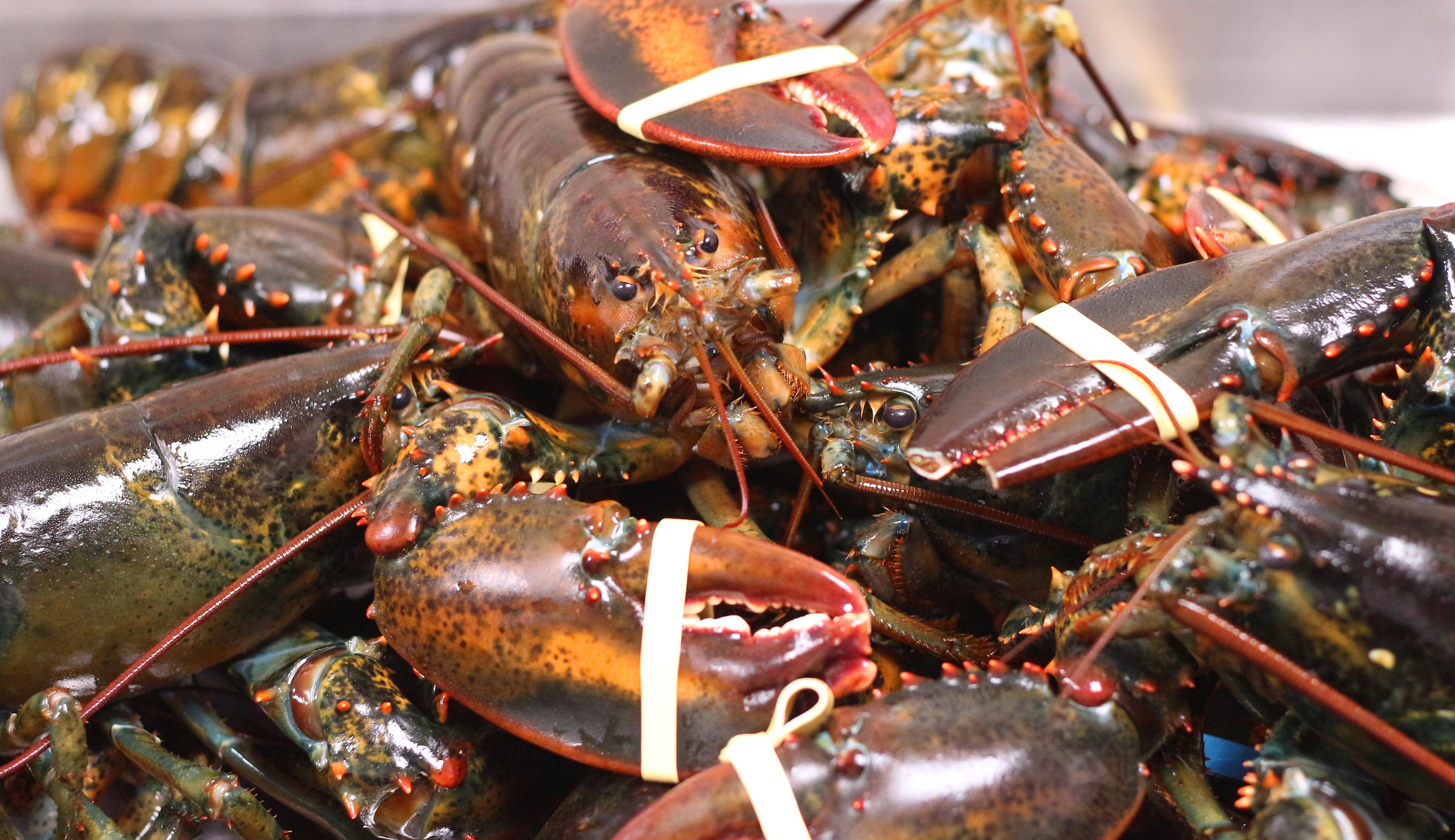 ‘A very Boston experience’: Man arrested after valuable lobster heist and car chase