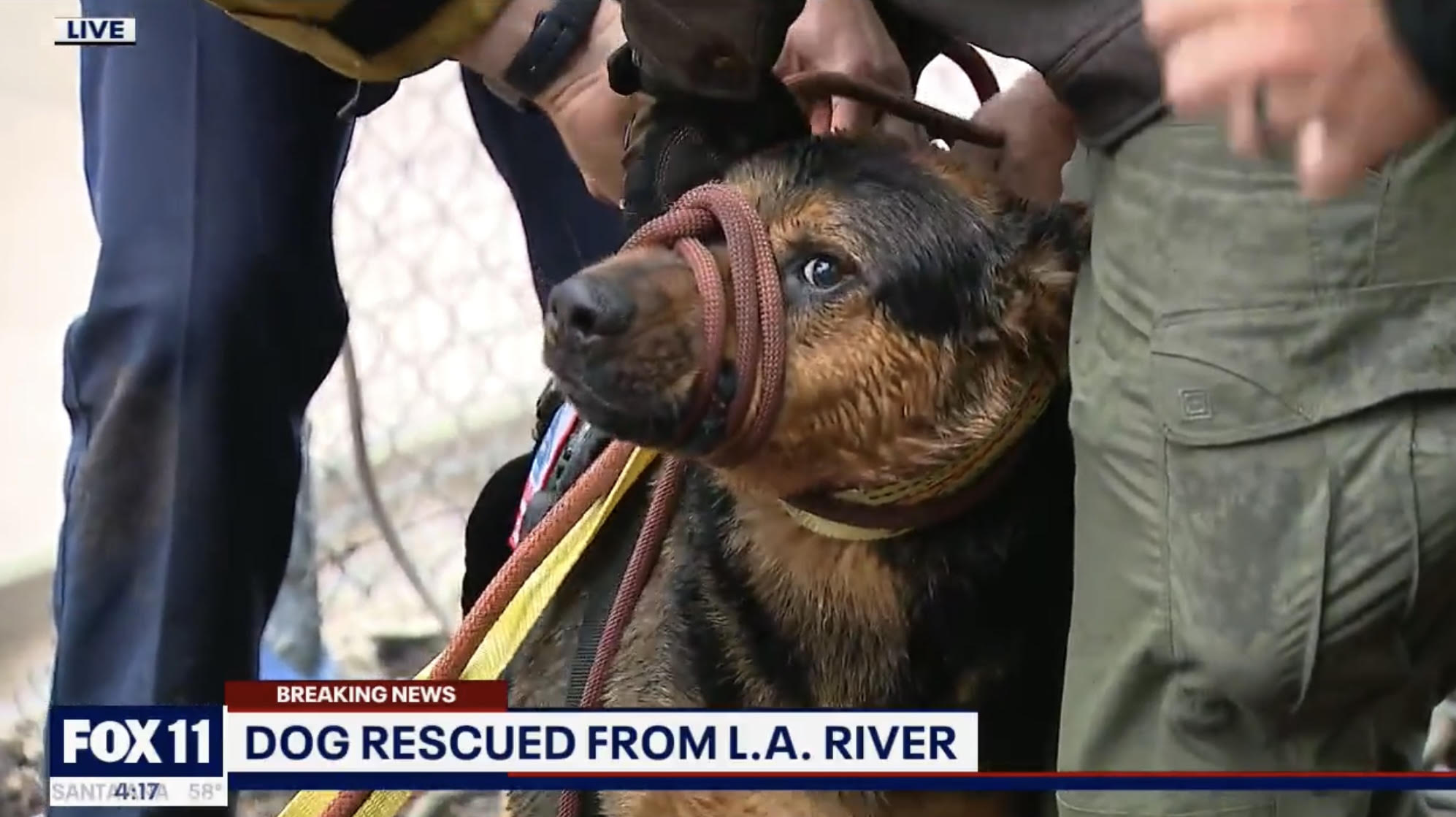 Los Angeles Dog Rescue 2.jpg