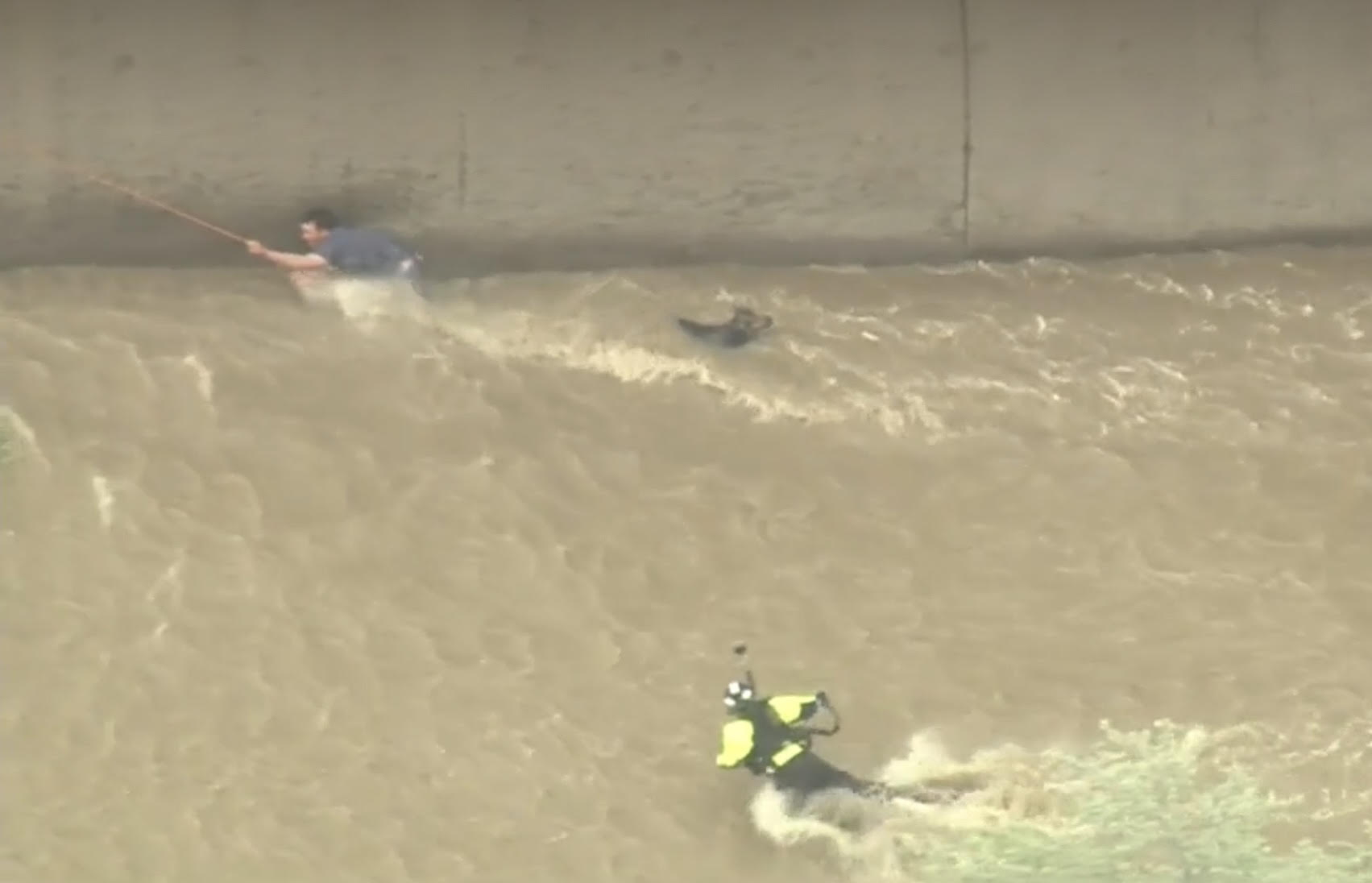 Los Angeles Dog Rescue 3.jpg