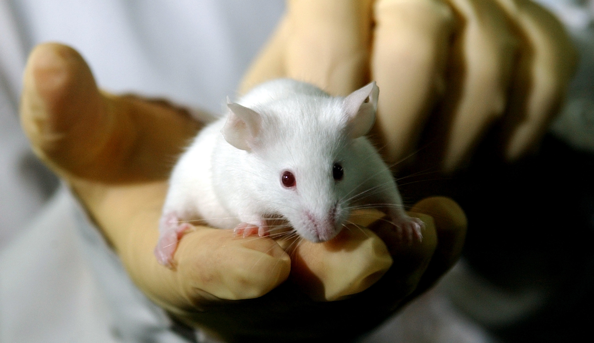 Researchers cure HIV in mice