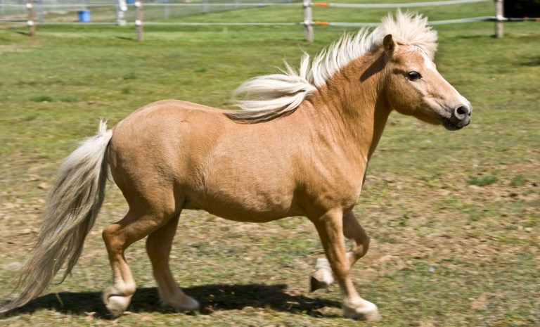 Government says miniature horses used as service animals allowed on commercial flights