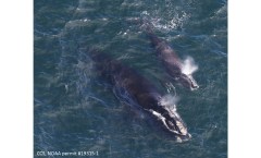 Endangered whale species lost 2% of its population within months: Report