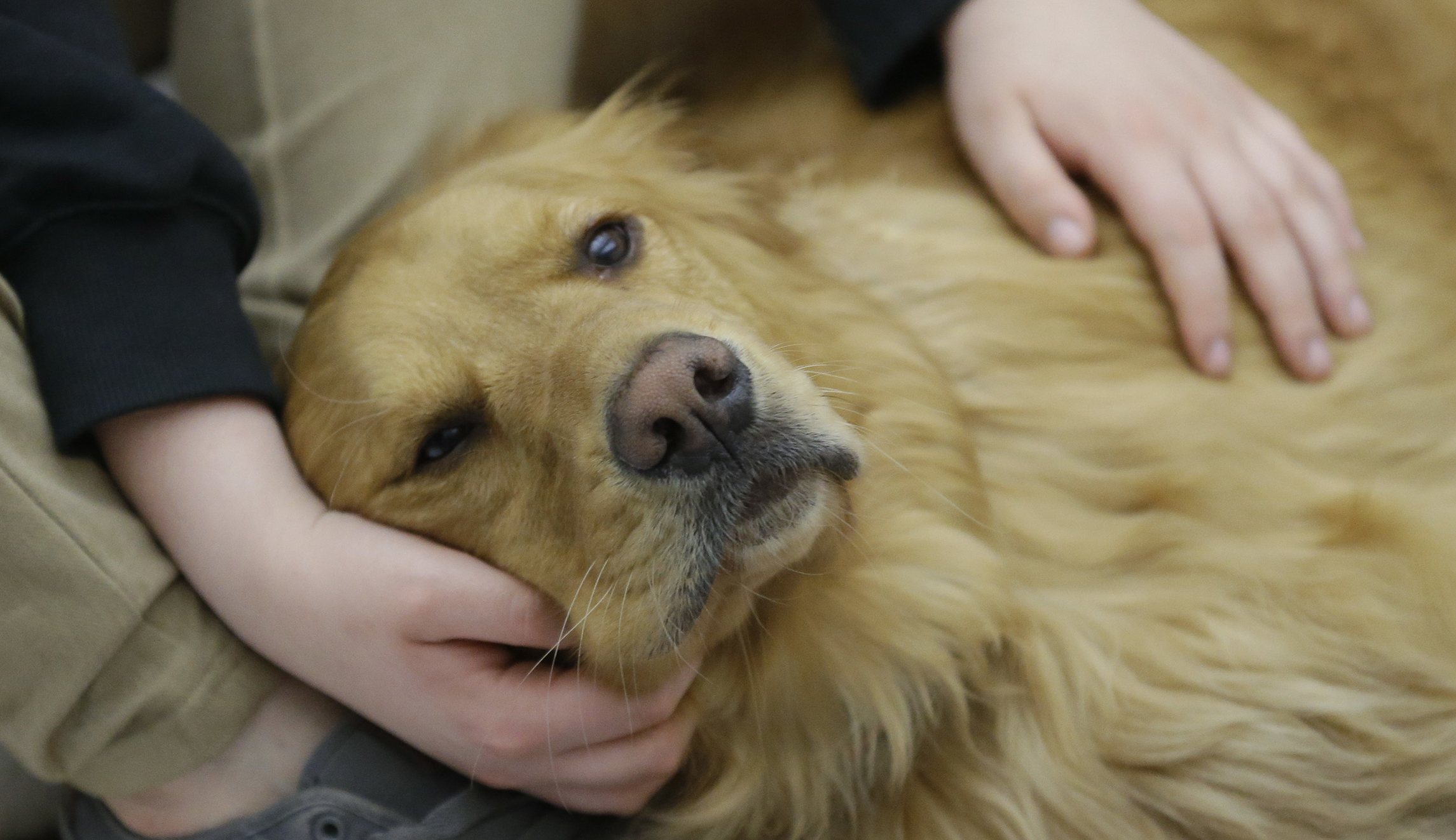 Ohio lawmakers think allowing pets could help housing issues