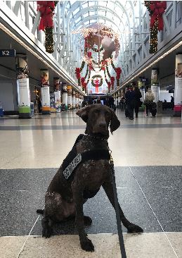 Rea is pictured at Chicago's O'Hare International Airport.