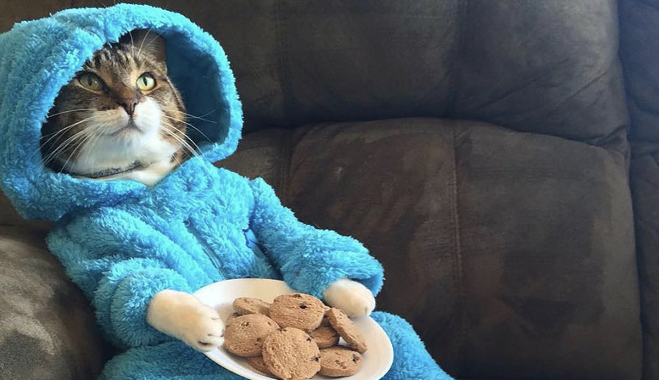 US embassy in Australia retracts Cookie Monster cat invite
