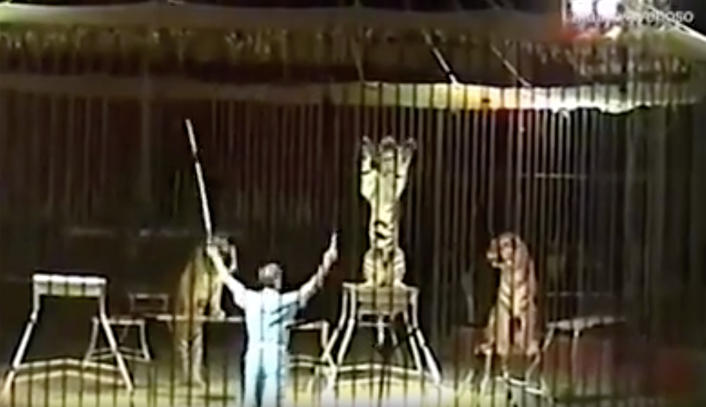 Circus trainer mauled to death by four tigers