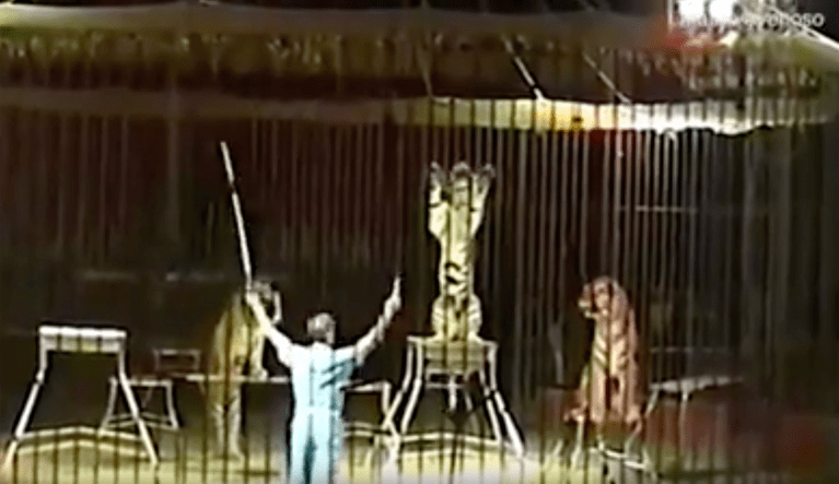 Circus trainer mauled to death by four tigers
