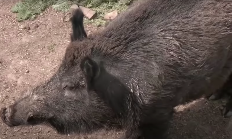 German animal park gives new name to pig named Putin