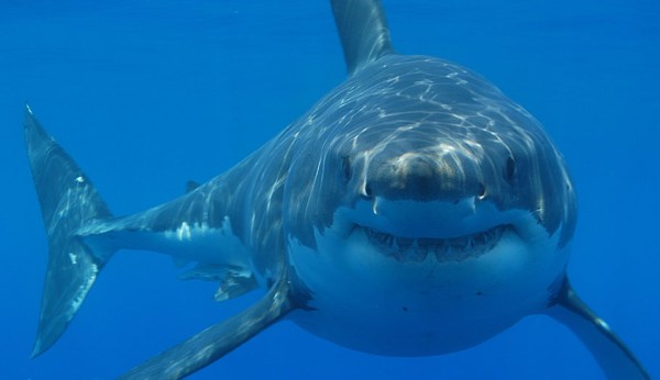 Be excited about the great white shark in the western Mediterranean Sea
