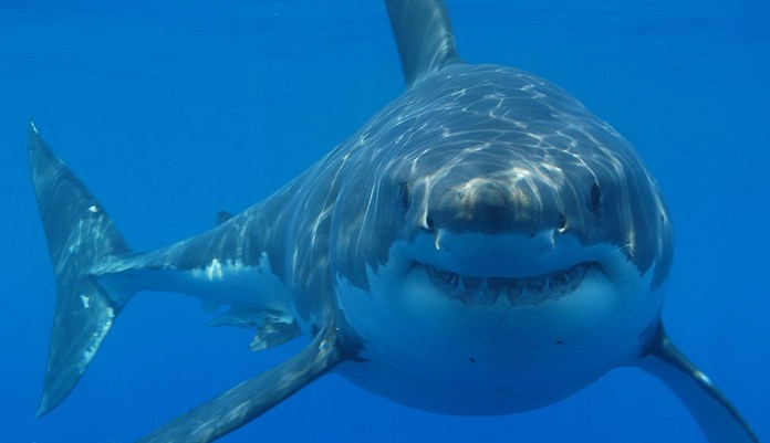 Massive great white decapitates man as fishermen look on in horror