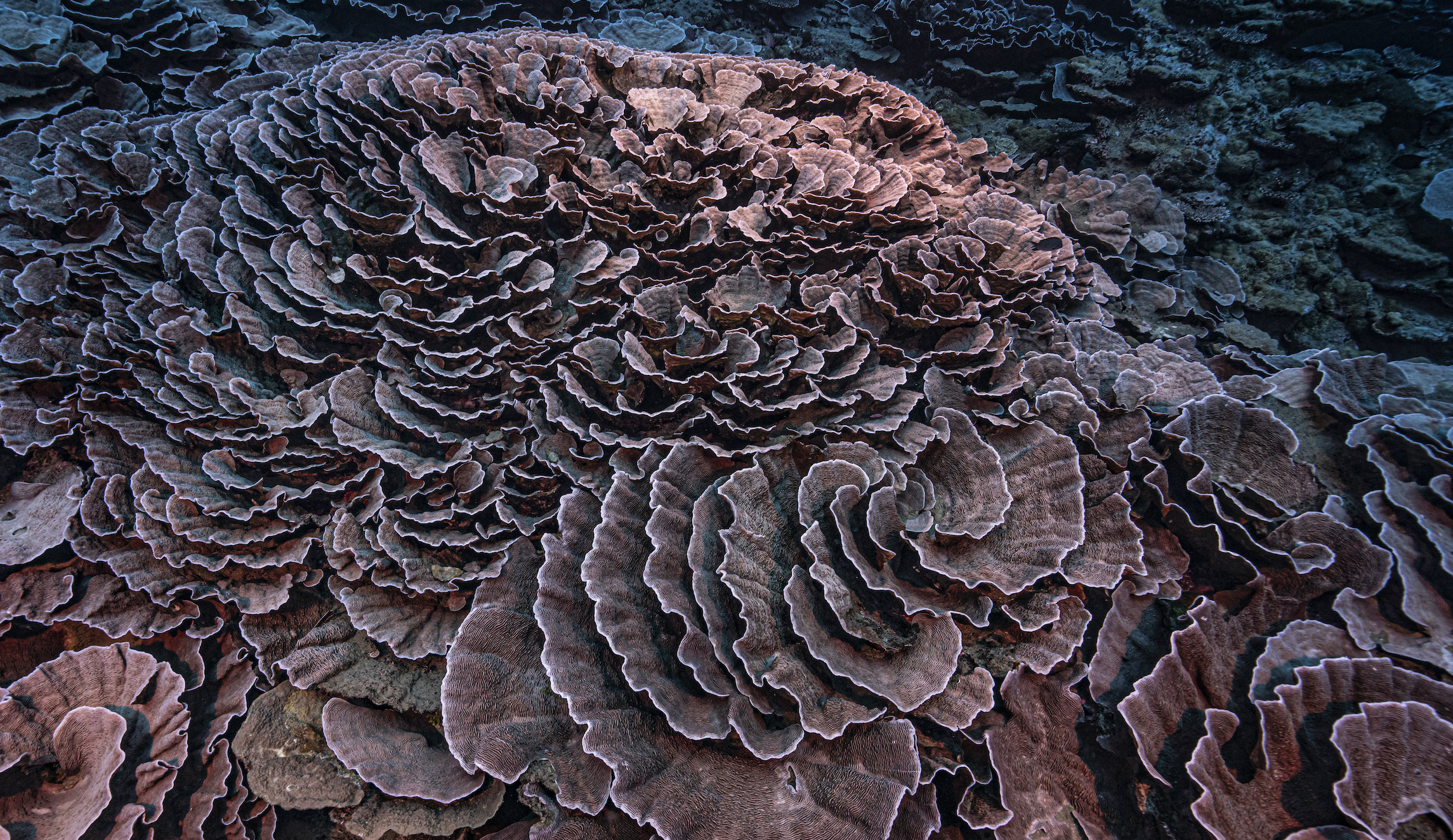 Patterns from a coral reef are seen underwater in the Pacific Ocean.