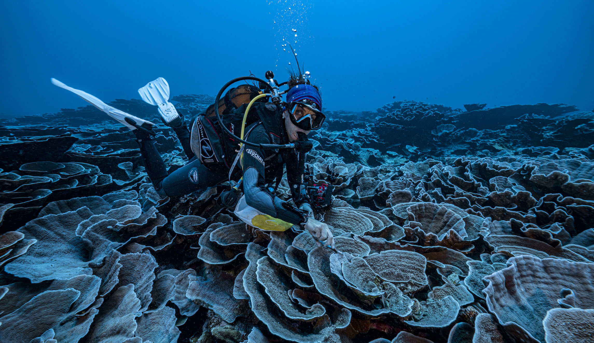 A scuba diver is seen near a coral reef near the coast of Tahiti.