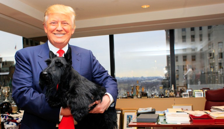 In this Feb. 17, 2010, file photo, Sadie, the Scottish terrier who won the best in show title at the Westminster Kennel Club Dog Show poses for photos with Donald Trump, in New York. Five winners at Westminster in recent years celebrated their victories by posing with the current president at Trump Tower.