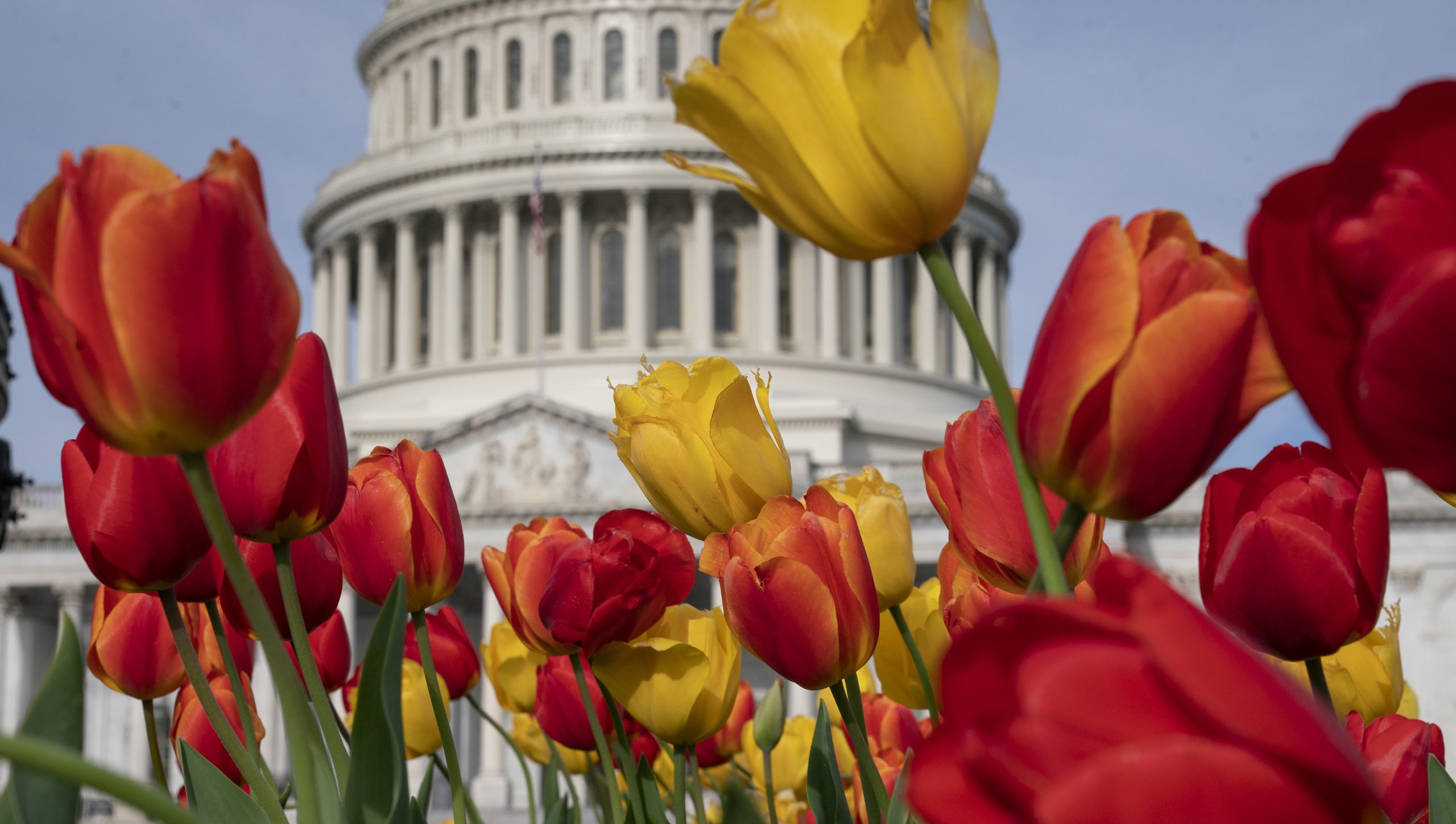 Cut Flowers Caucus blooms on Capitol Hill