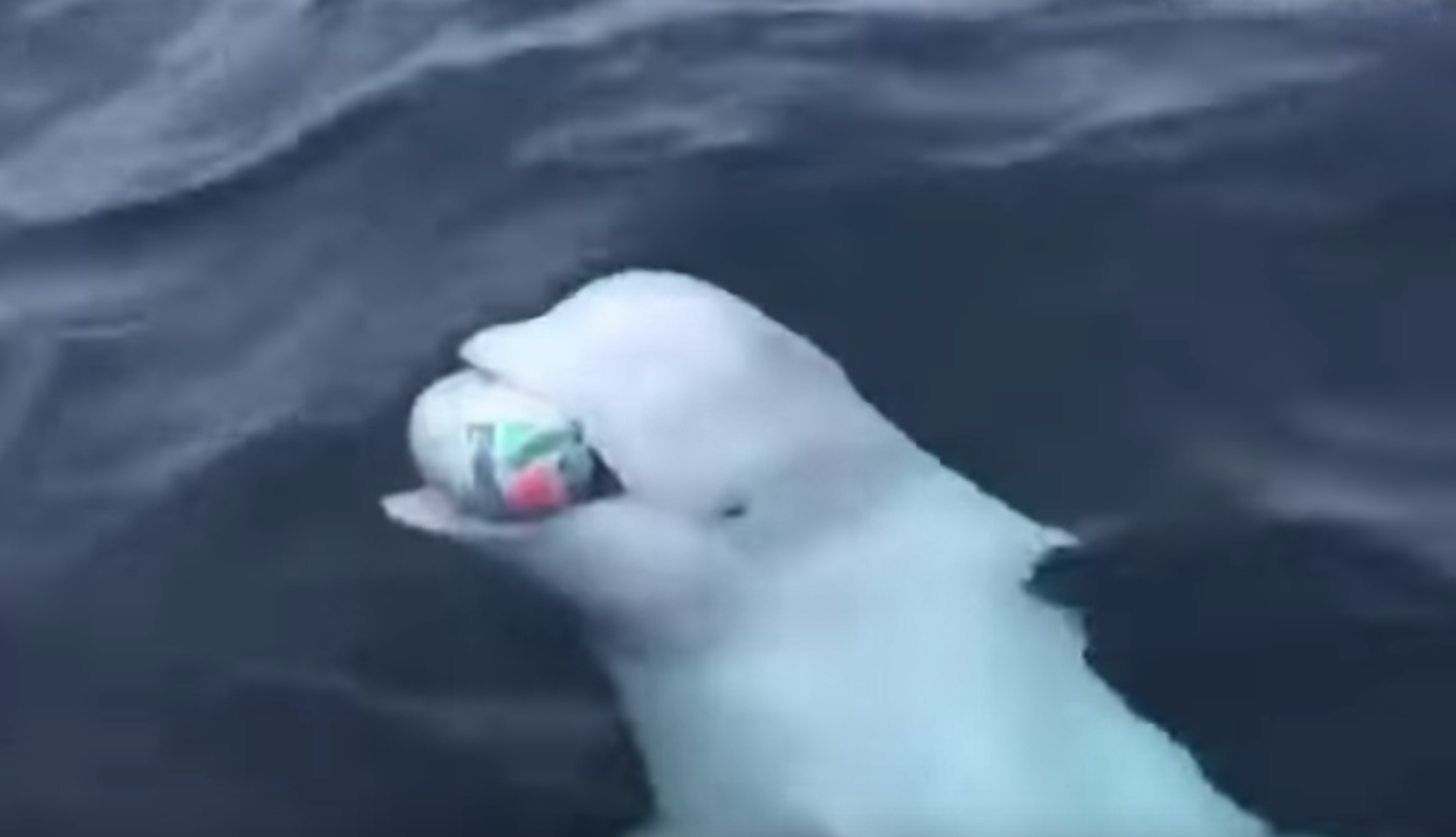 WATCH: Wild beluga whale plays fetch in Arctic Ocean with boaters