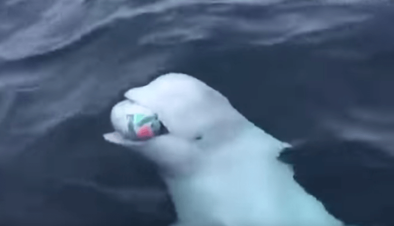 WATCH: Wild beluga whale plays fetch in Arctic Ocean with boaters