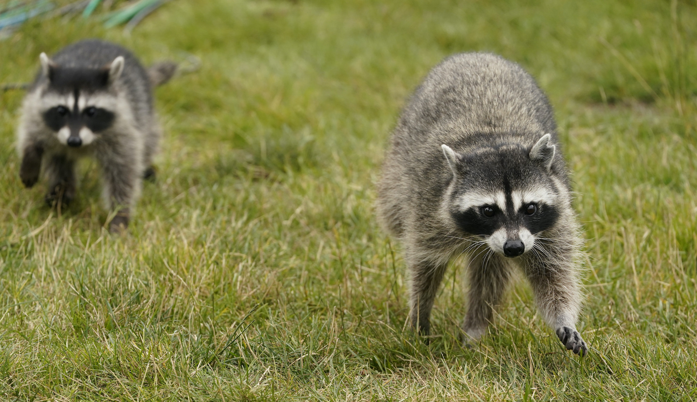 Raccoon falls through ceiling into packed LSU dining hall