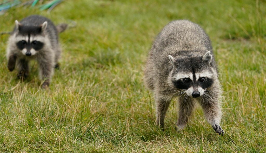 Raccoons are terrorizing the White House press corps