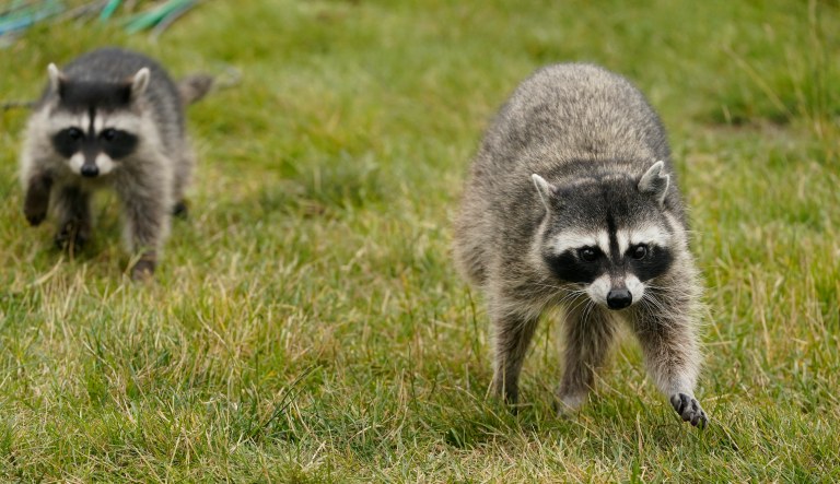 Raccoons are terrorizing the White House press corps