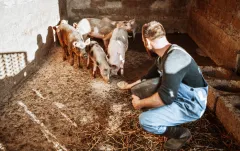 Let them eat pork