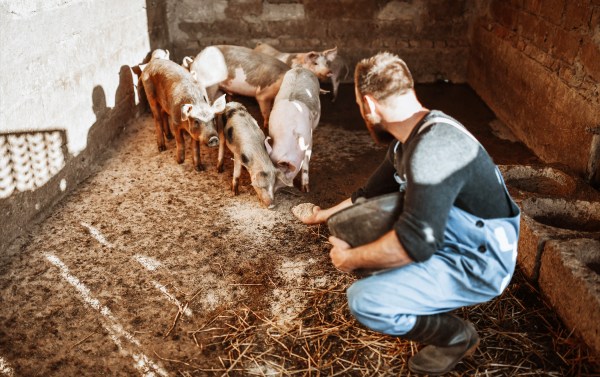 Let them eat pork