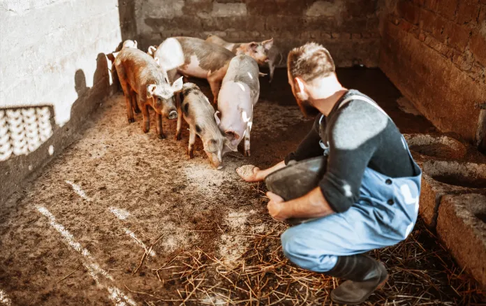 Let them eat pork