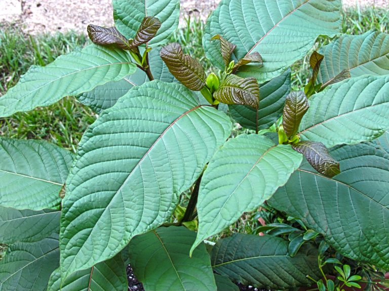 The Drug Enforcement Administration has temporarily reversed its decision to ban a plant called 
