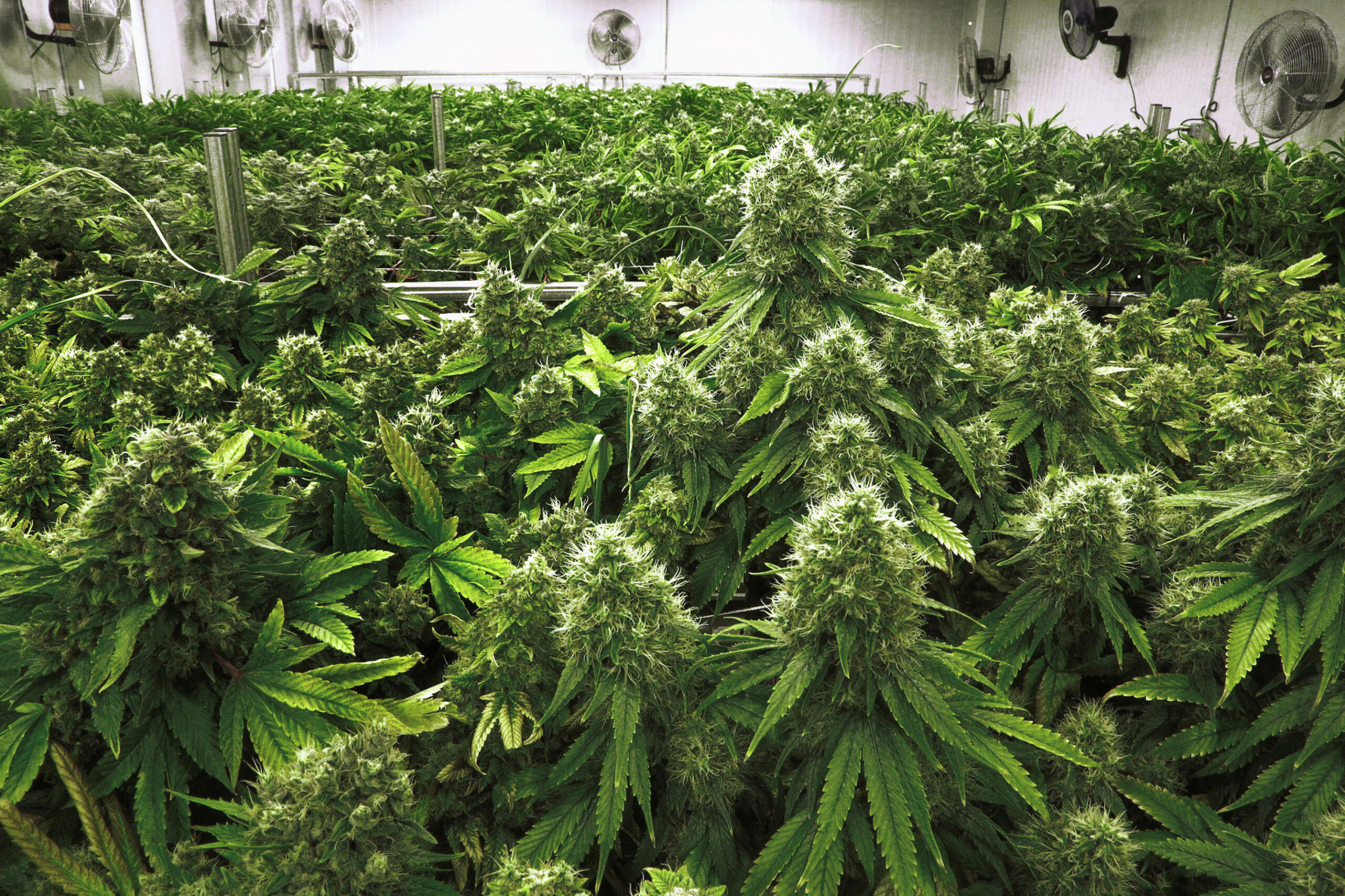 States push marijuana legalization bills despite opposition from the federal government