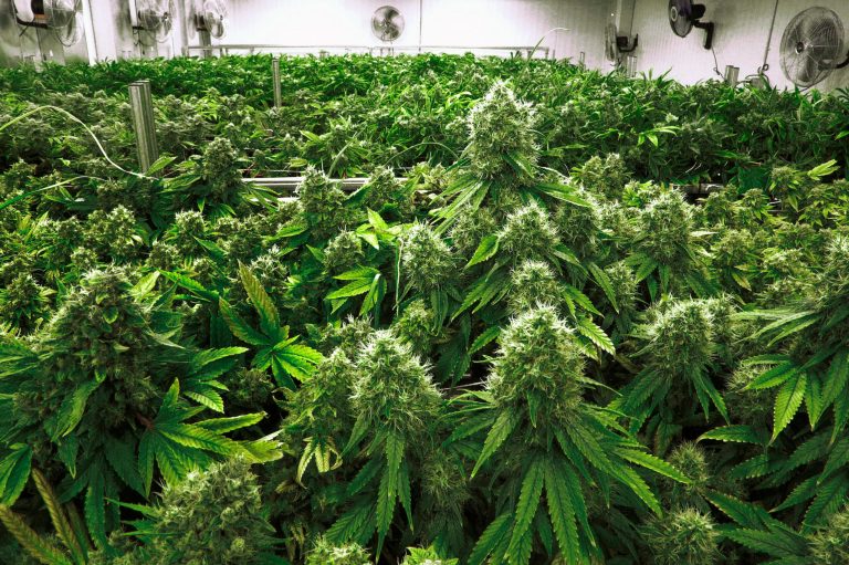 Marijuana plants are a few weeks away from harvest in the 