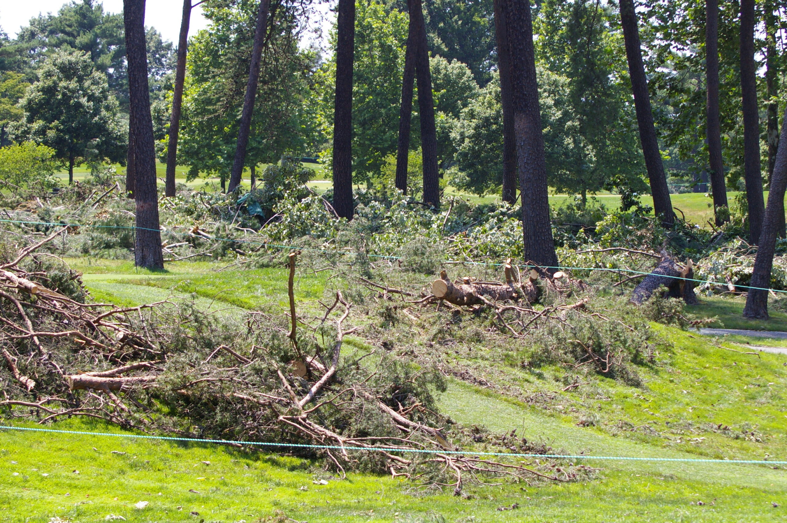 Tree damage at Congressional