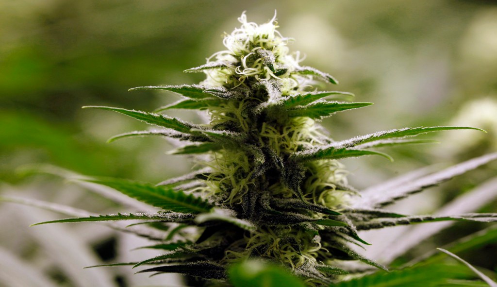 DACA versus marijuana: Campuses selectively enforce federal law