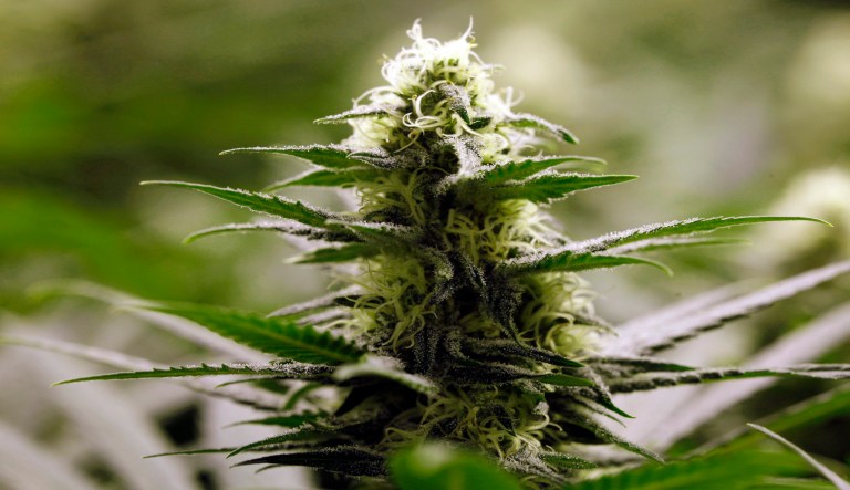 University administrations think they have the right to choose which federal laws to enforce; they exhibit their discretionary capabilities by rejecting immigration law while enforcing marijuana laws. (AP Photo/Ed Andrieski)