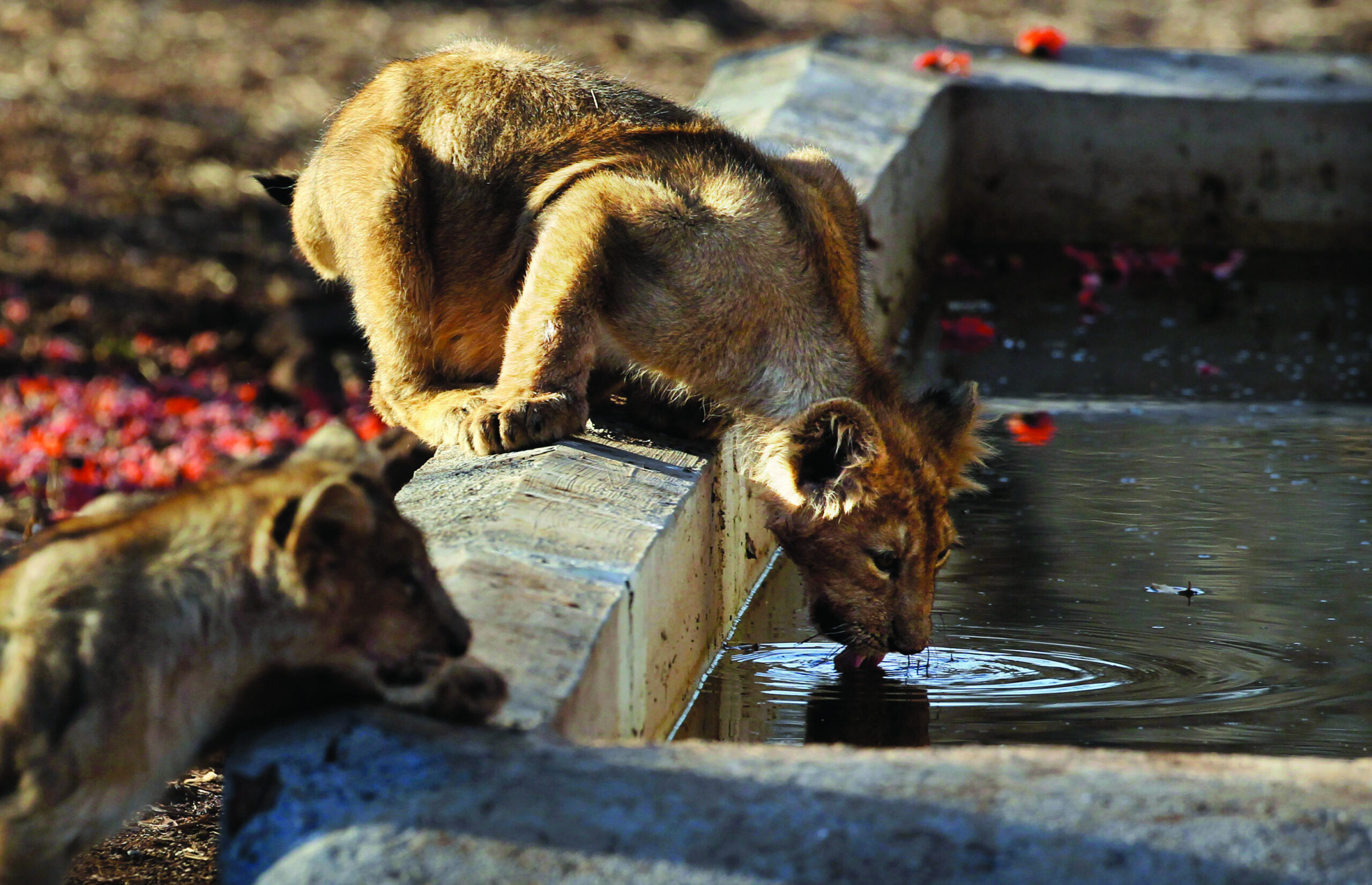 Indian state’s grip on rare lions may be too tight