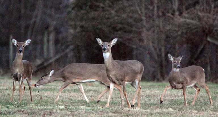 Park Service kills 20 deer in Rock Creek Park