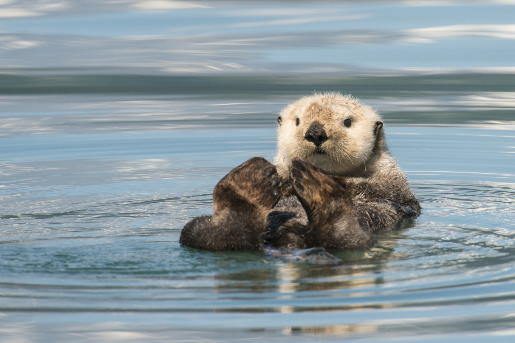 The sea otters and the case for conservative optimism