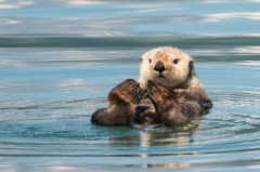 The sea otters and the case for conservative optimism